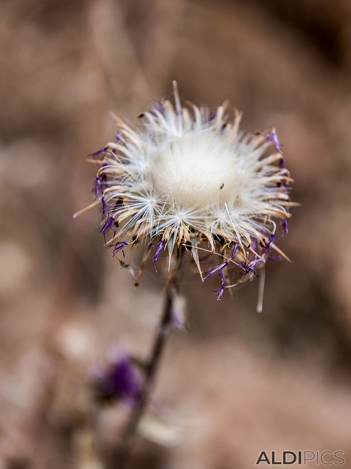 Dried flowers