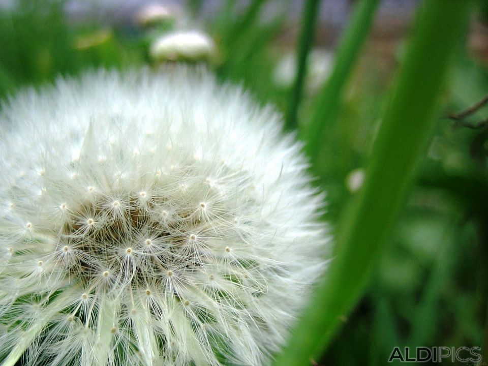 Dandelion of Tsarevets