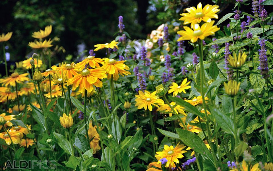 Beautiful flowers in St.James Park