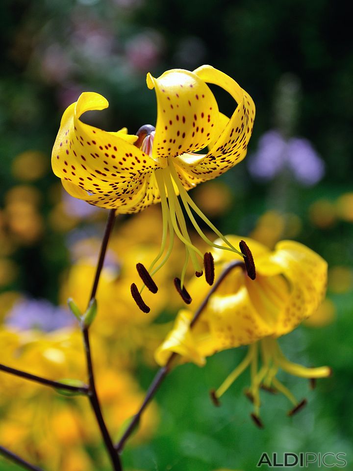 Beautiful flowers in St.James Park