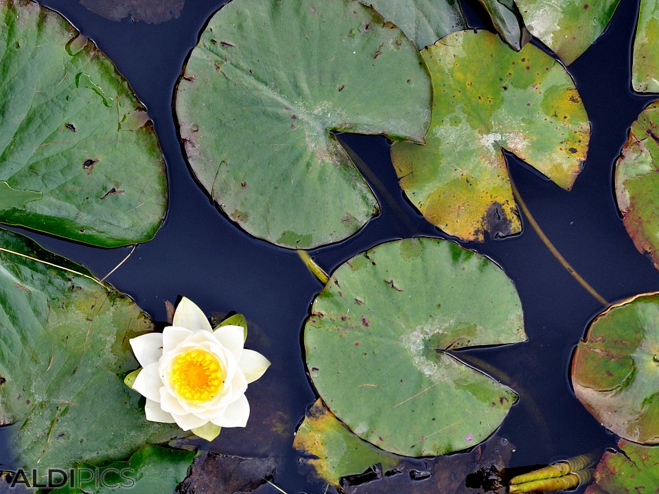 Water Lilies