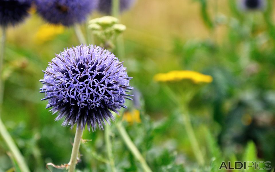 Beautiful flowers in Woburn