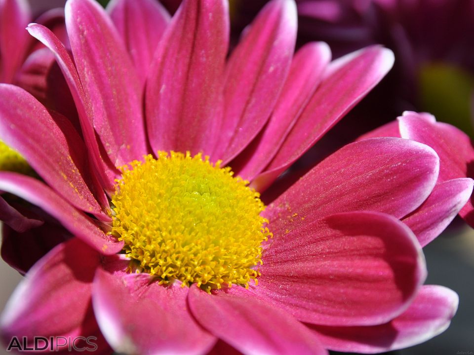 Beautiful red flower