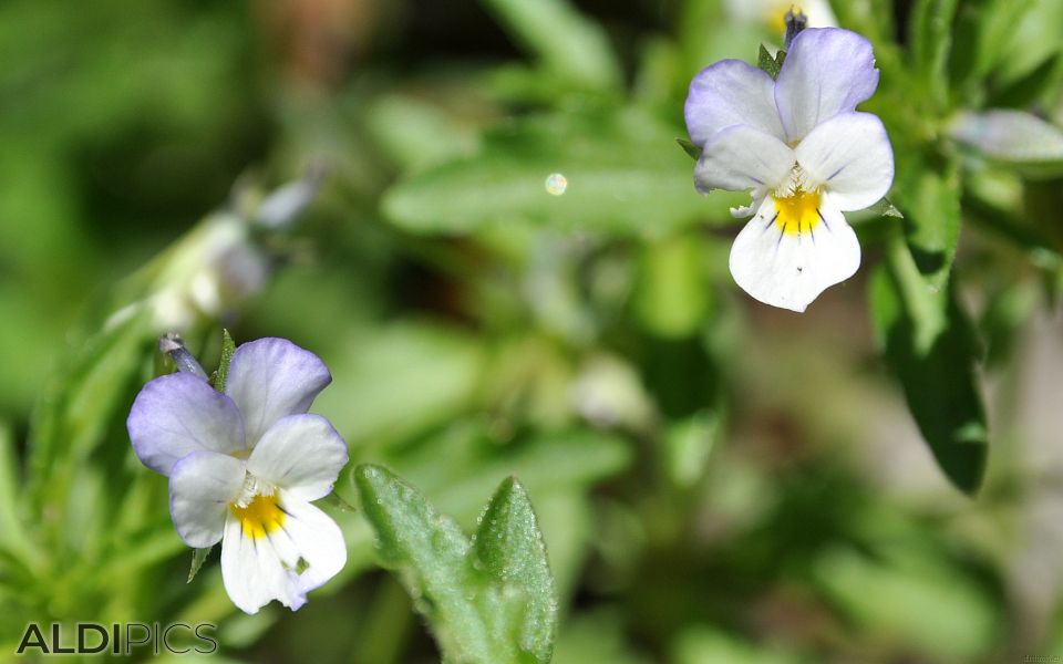 Wild violets