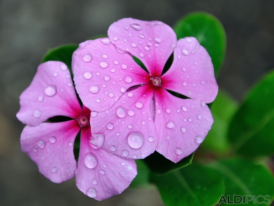 Beautiful flowers from Morocco