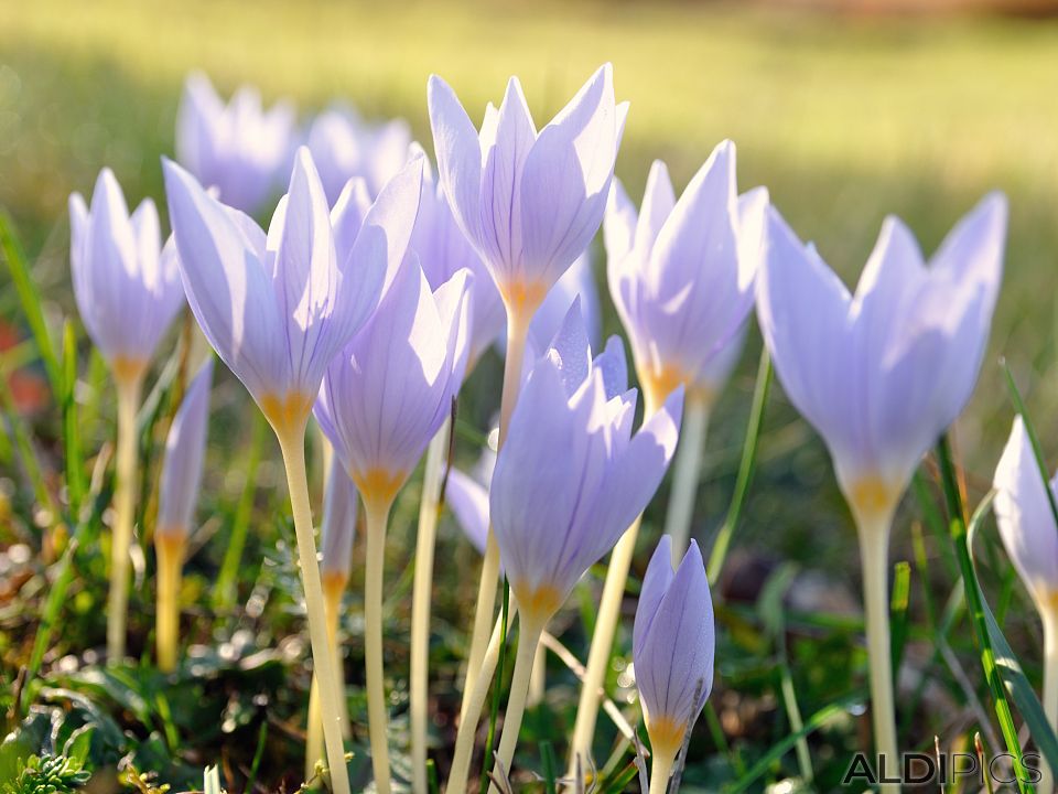 Autumn crocuses