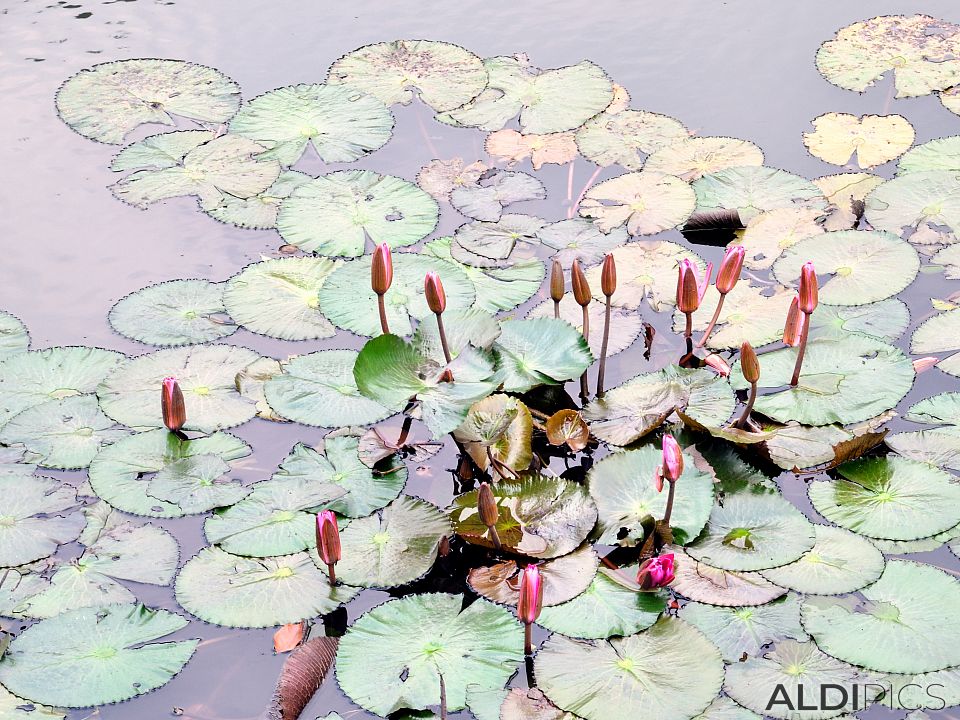 Water Lilies