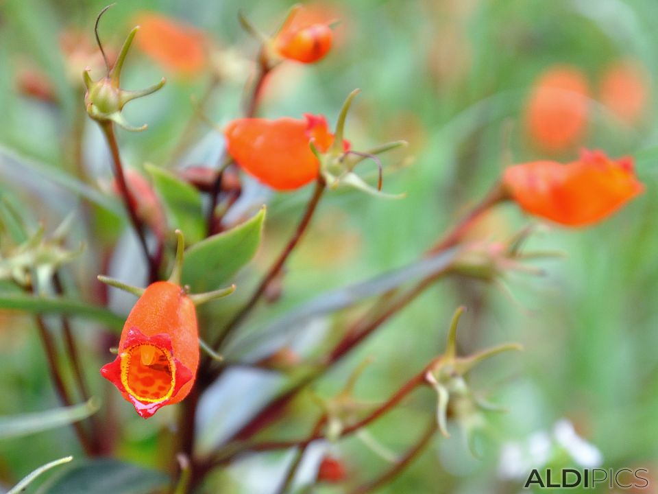 Flowers of Fraser Hill