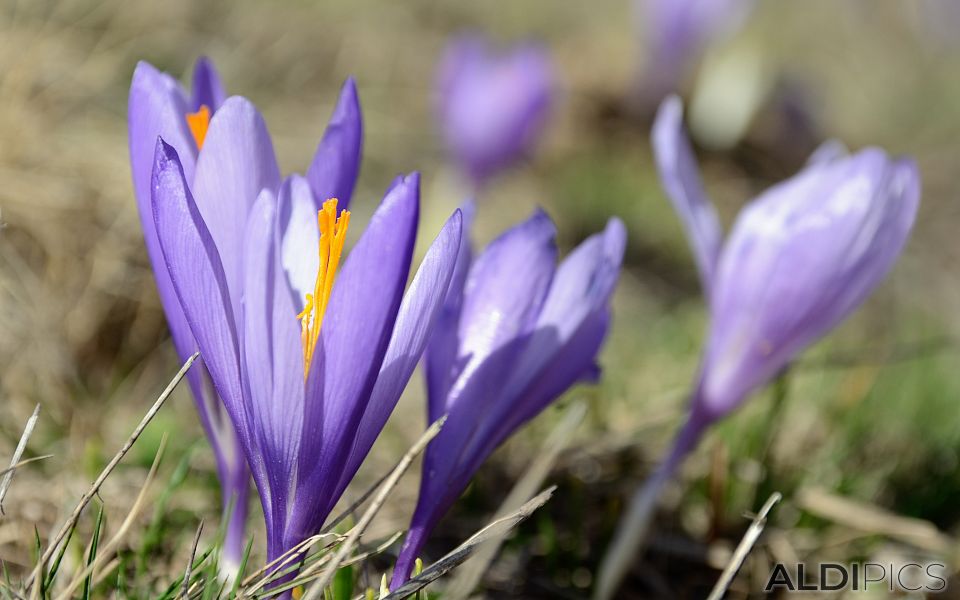 Crocuses of Yundola