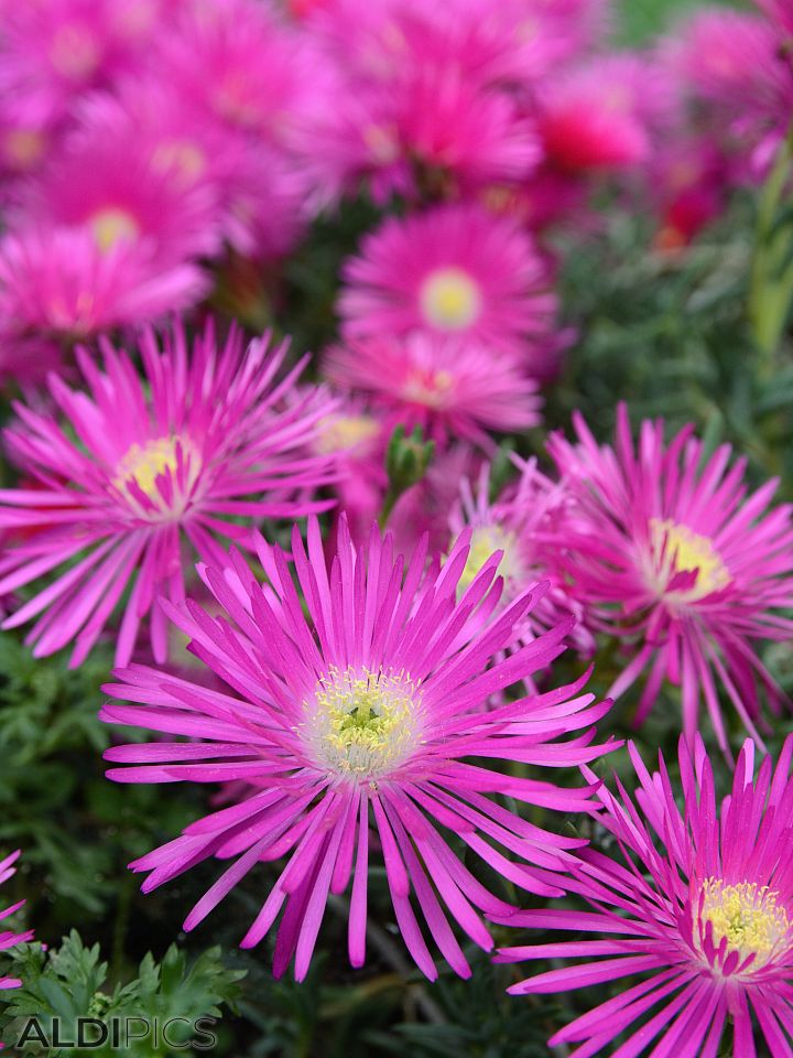 Flowers on the island of Lipari