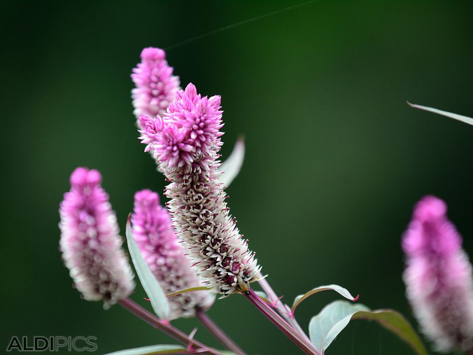 Beautiful flowers in northern Thailand