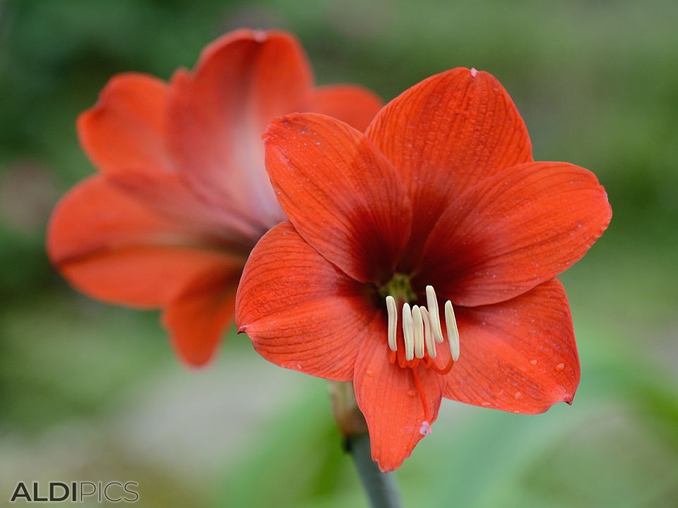 Beautiful flowers in northern Thailand