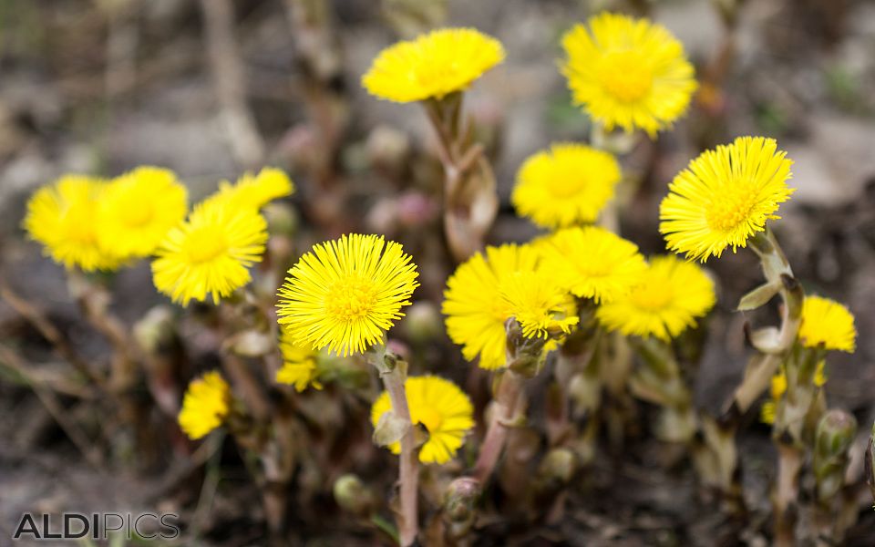 Flowers near Cave