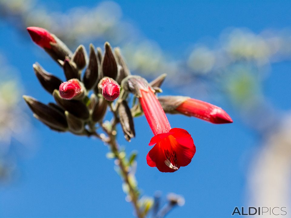 Cantuta - the flower of the Incas