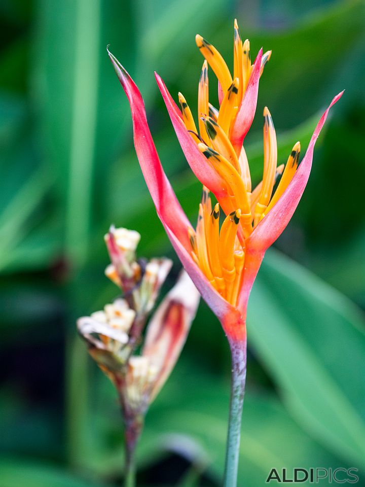 Heliconia Psittacorum