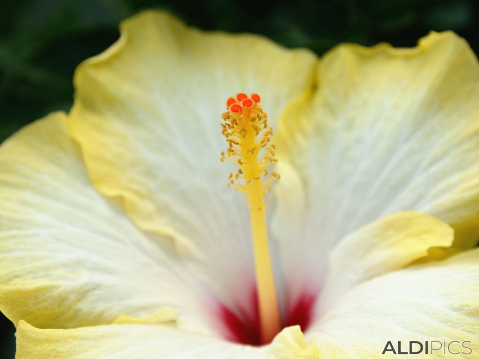 Hibiscus