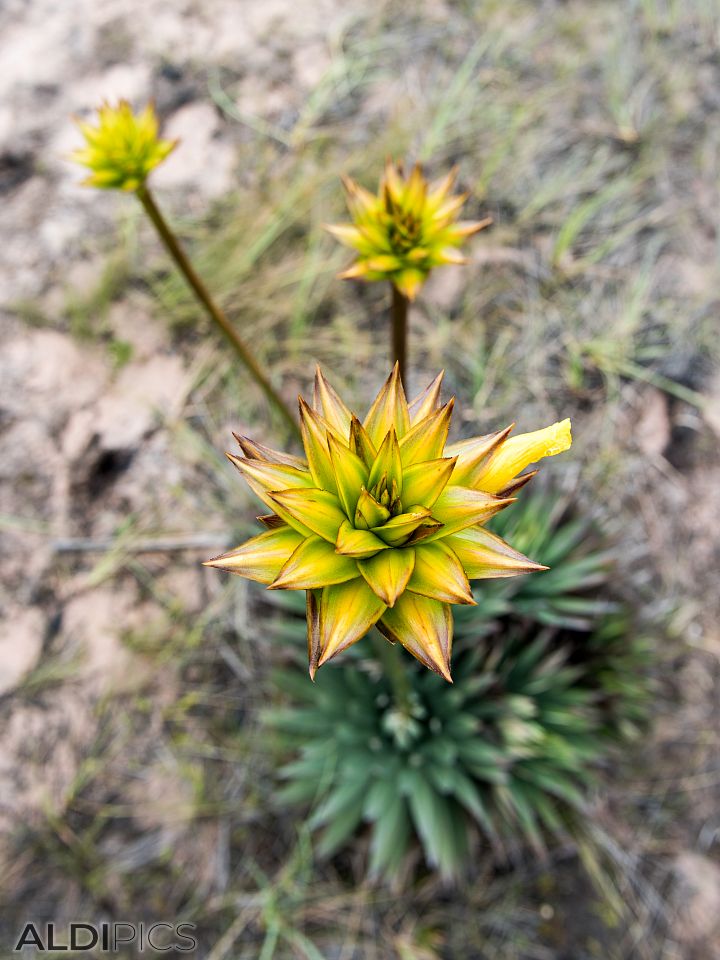 Flowers at the base of the mountain