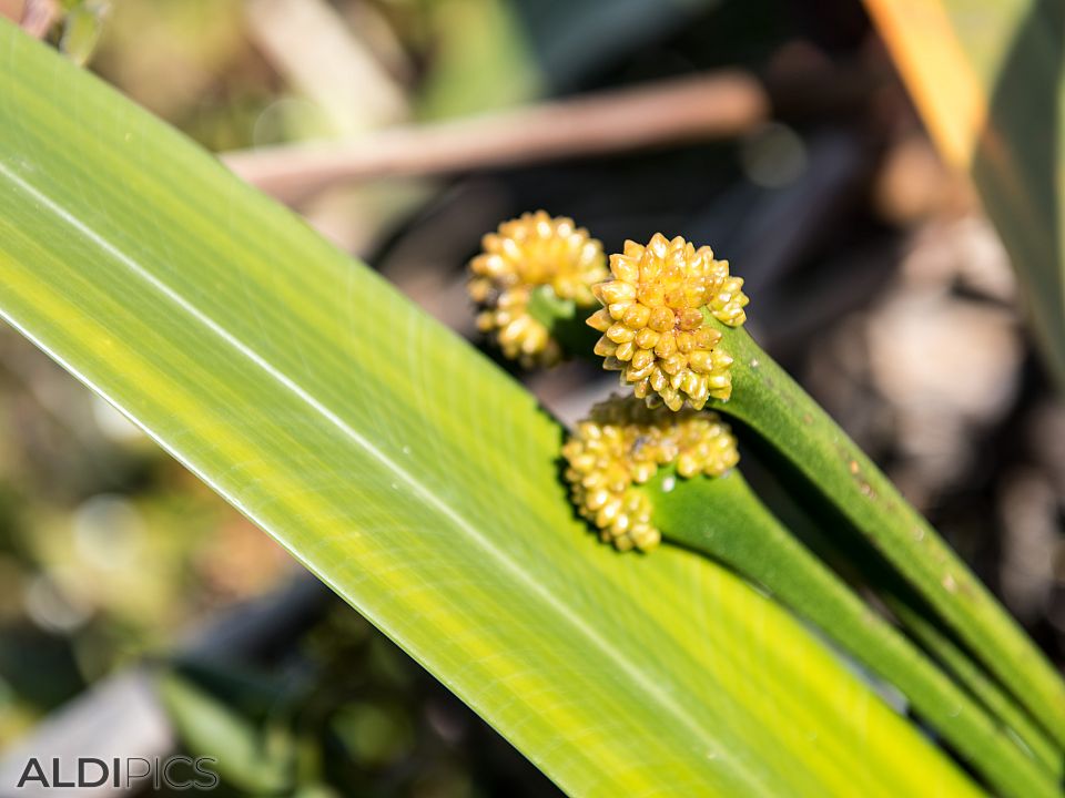 Flowers from Roraima