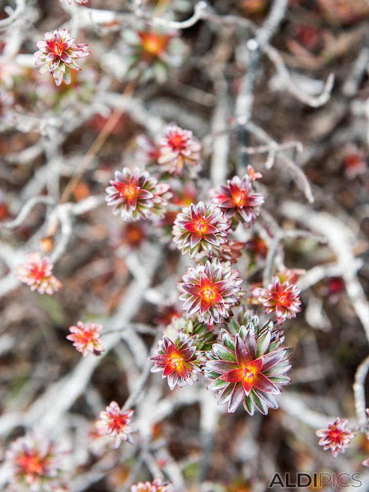 Flowers from Roraima