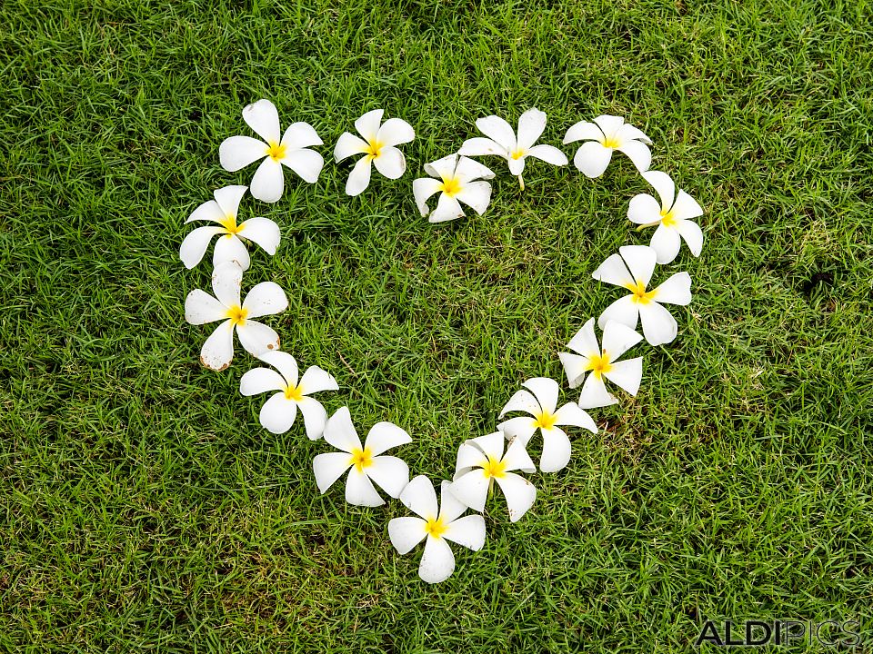 Heart from frangipani