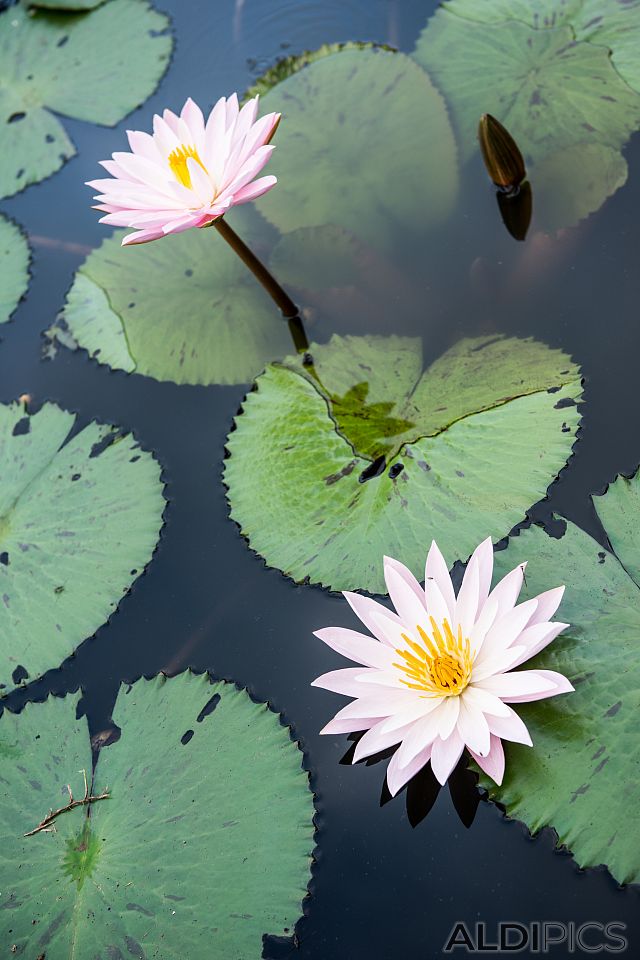 Beautiful flowers in Laos