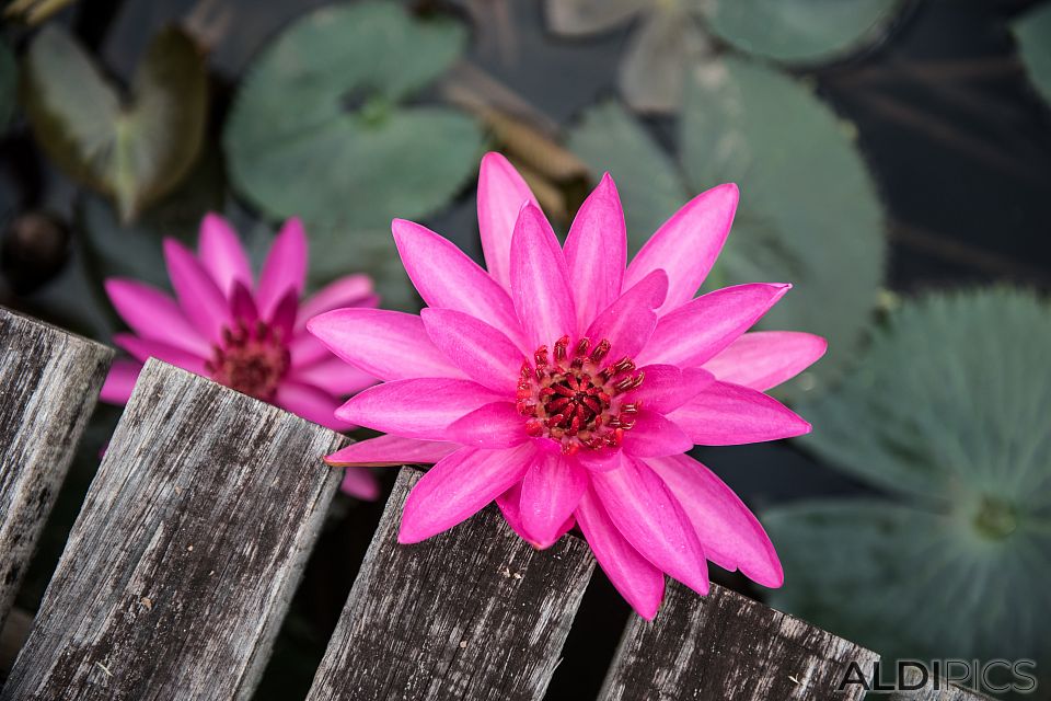 Beautiful flowers