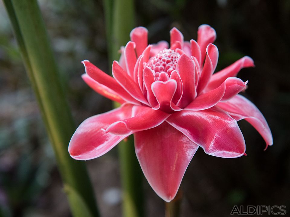 Beautiful flowers in Laos