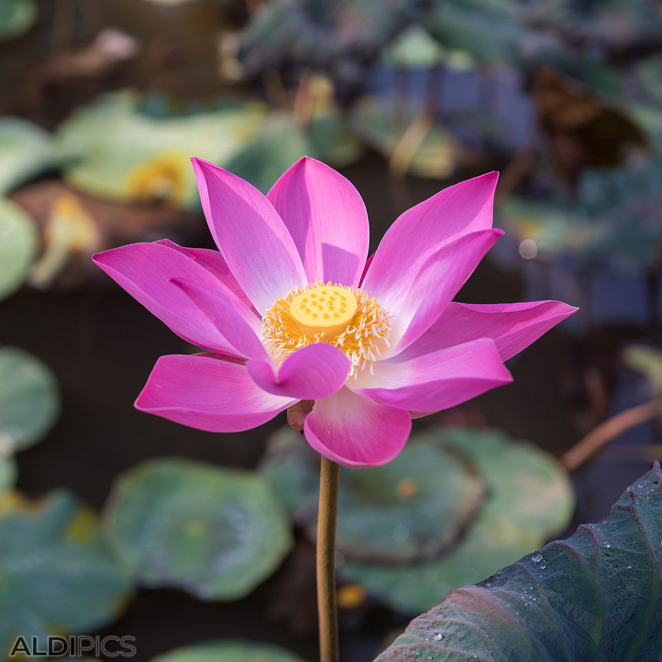 Lotus