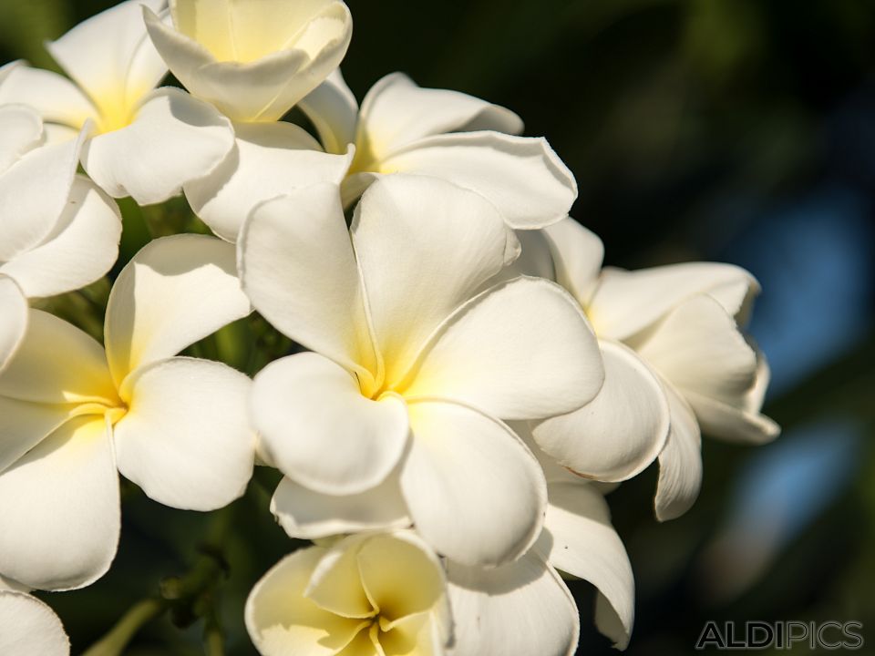 Plumeria in Bagan