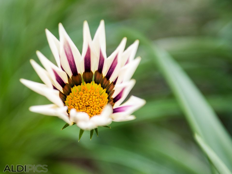 Botanical garden in Singapore