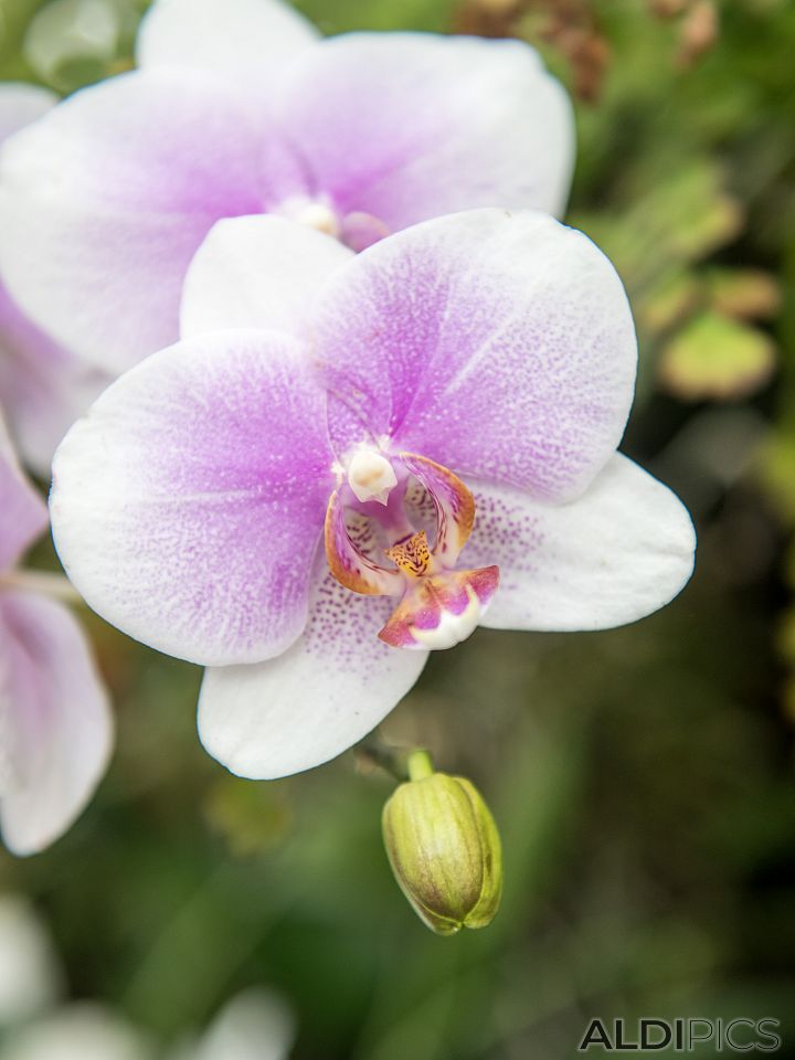 Botanical garden in Singapore