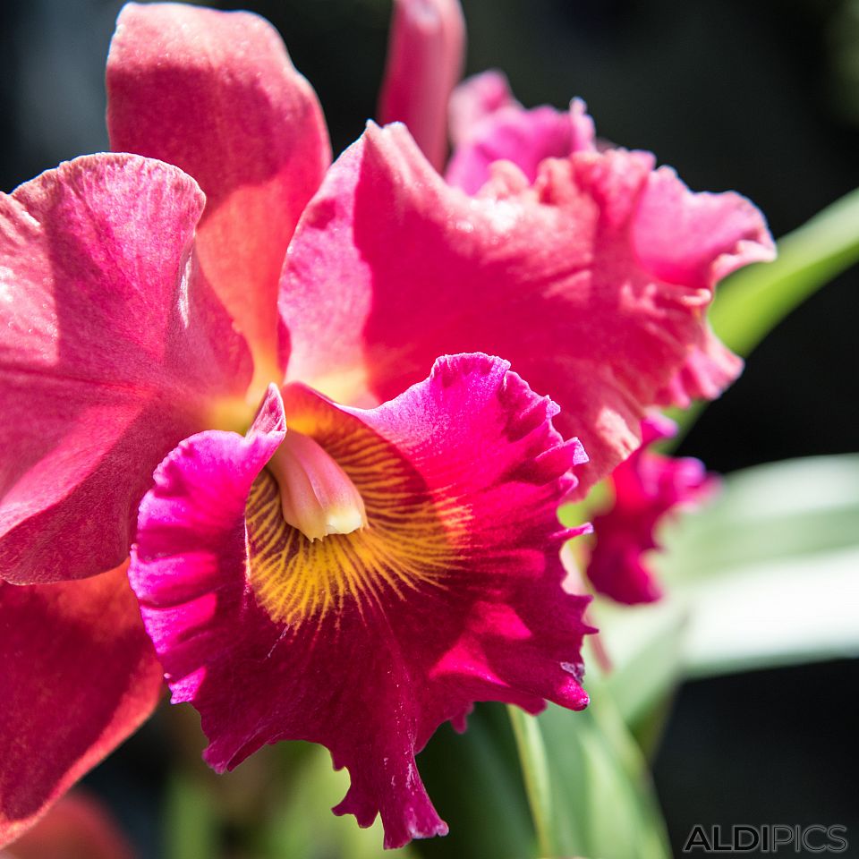 Botanical garden in Singapore