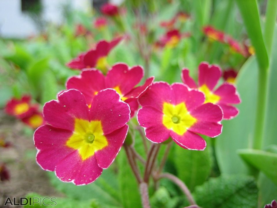 Beautiful flowers from the Etar museum