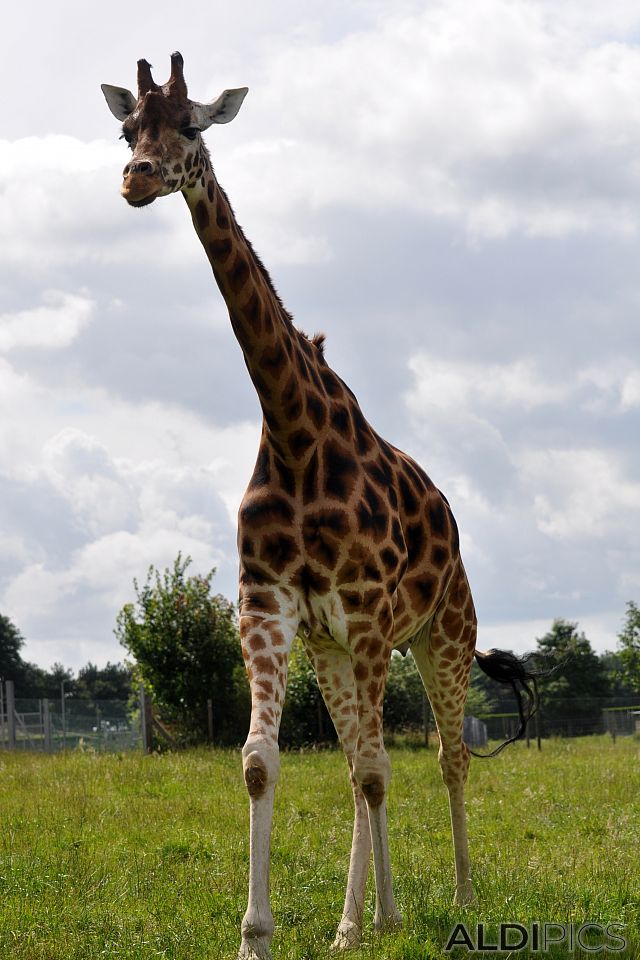 Жирафи в сафари парк “Уобърн”