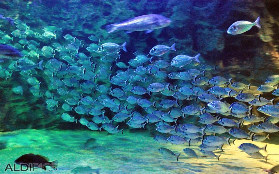 Aquarium chat room