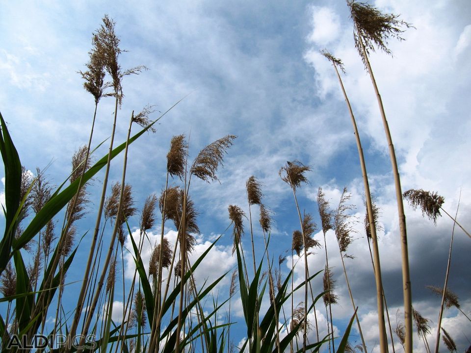 Изтрита снимка