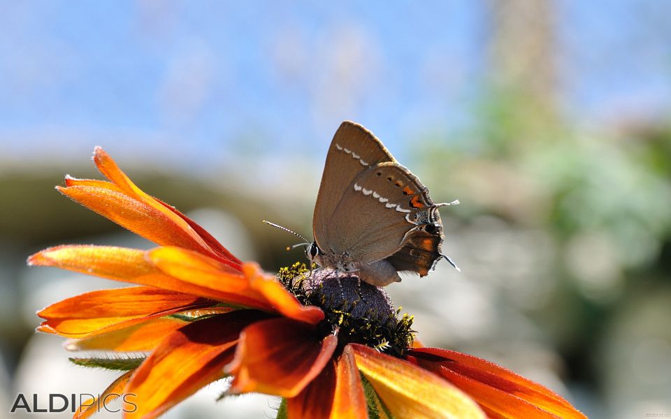 Butterfly perched on a beautiful flower