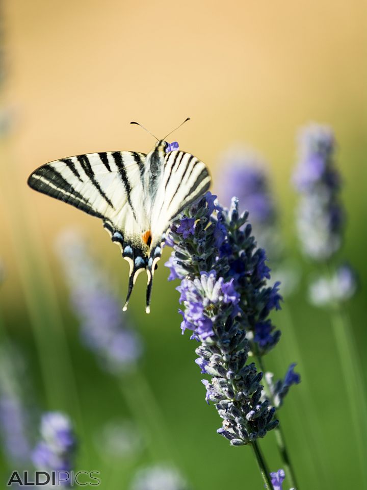 Lavender fields