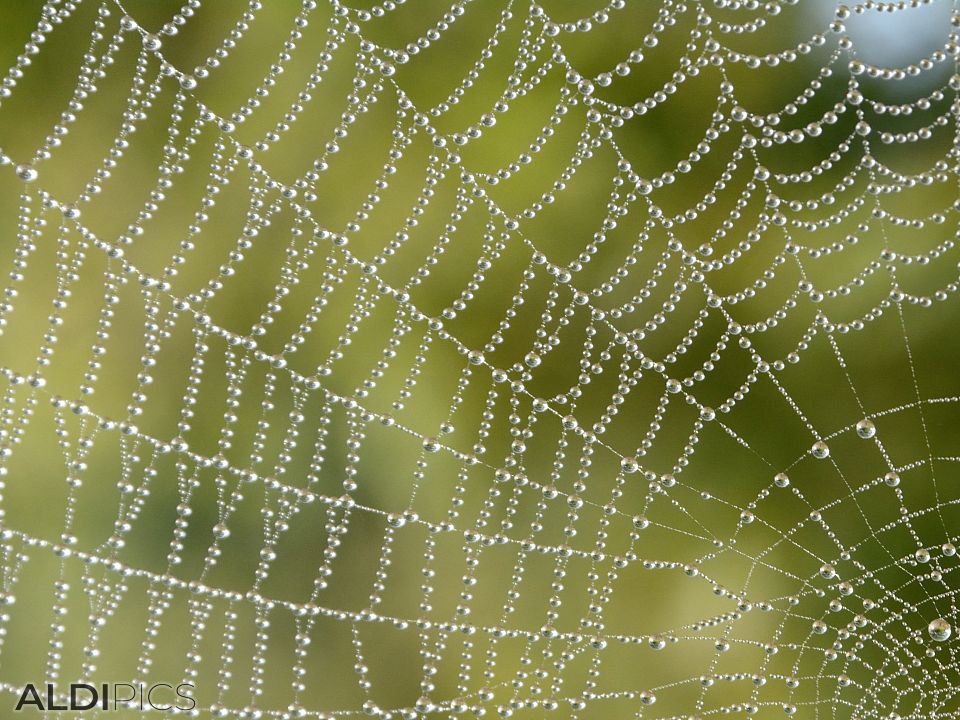 Spider web with dew drops