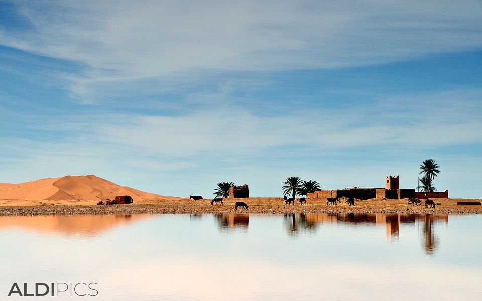 Oasis in Sahara