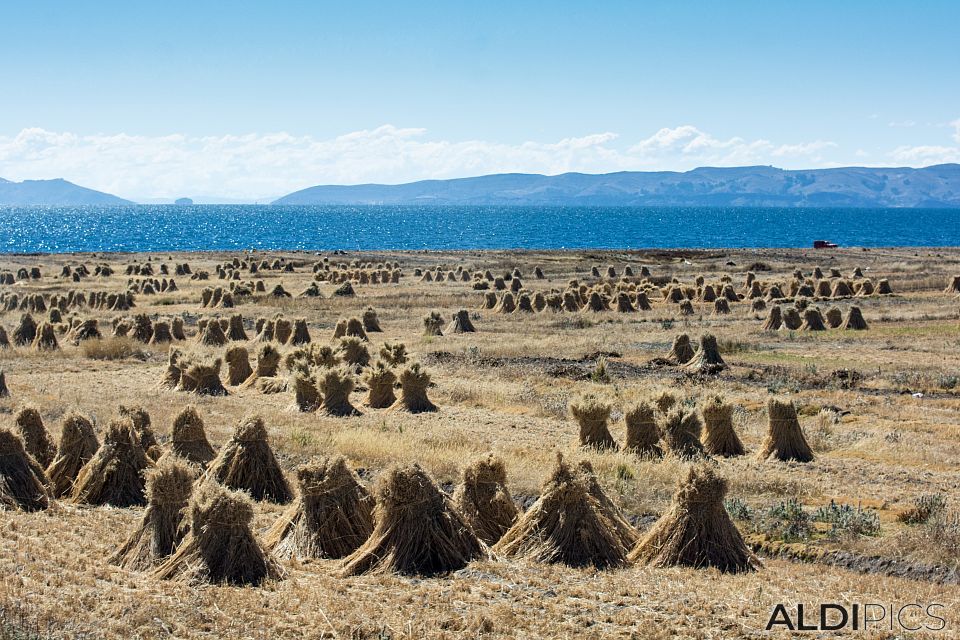 Titicaca