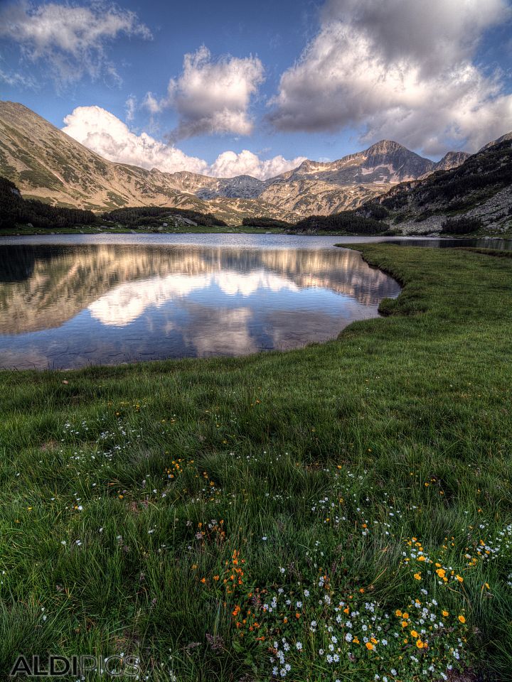 Meadows with flowers at the lake