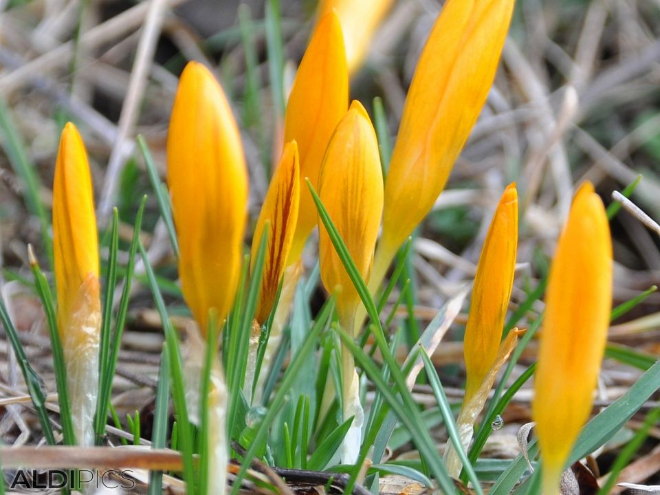 Crocus