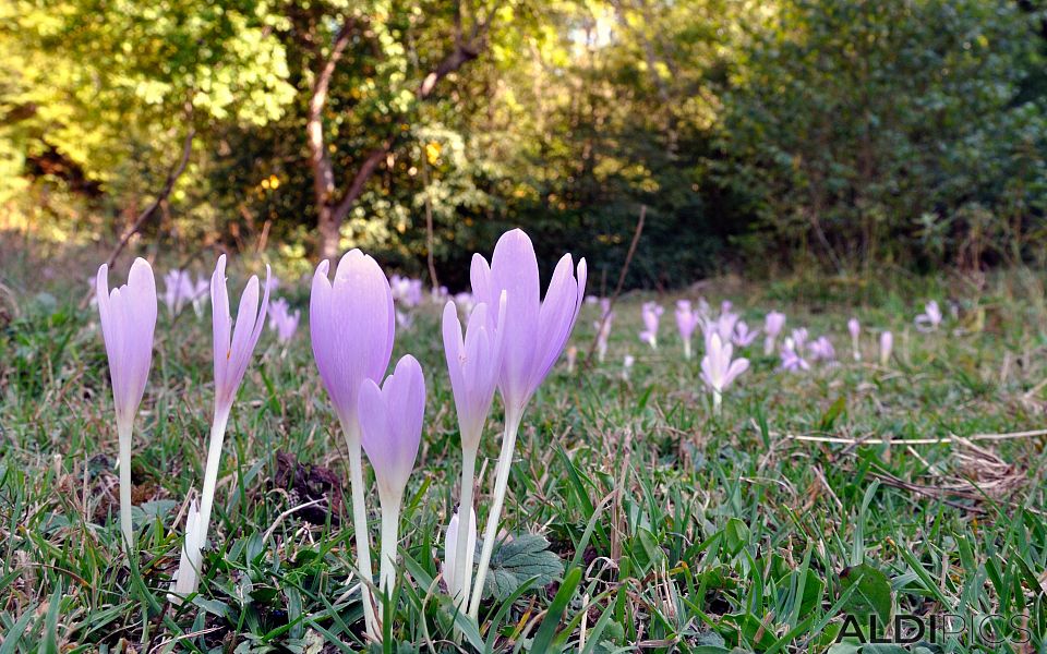 Crocuses in September