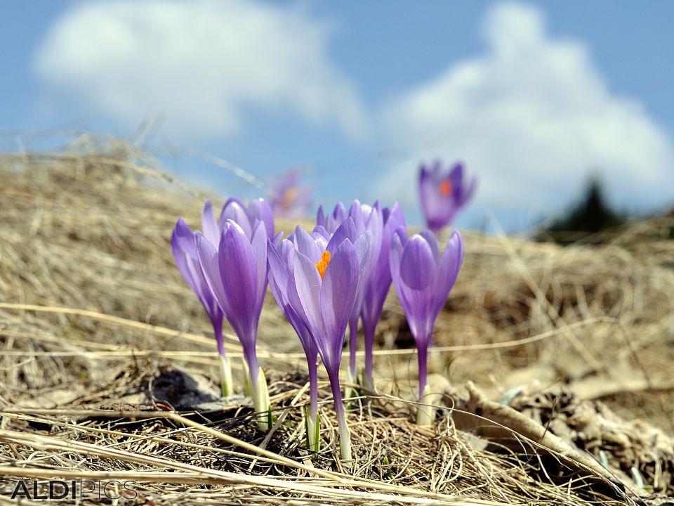 Crocus of Belmeken