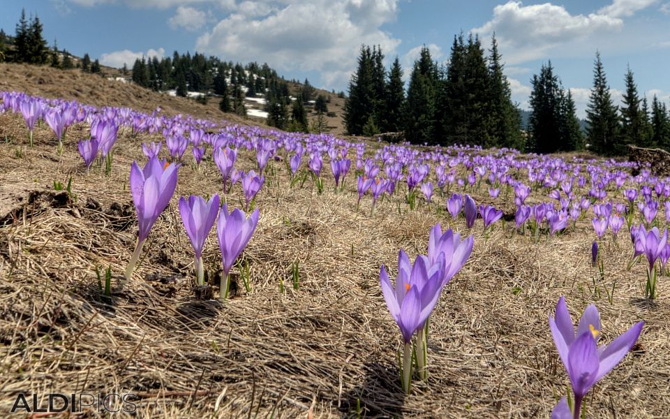 Crocus of Belmeken