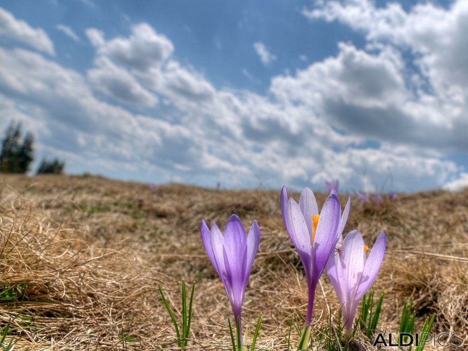 Crocuses of Belmeken