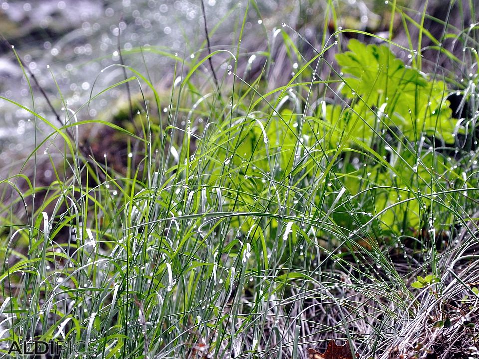 Raindrops on grass