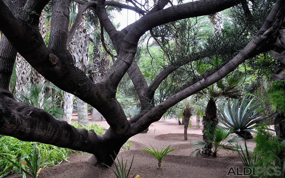 Majorelle garden