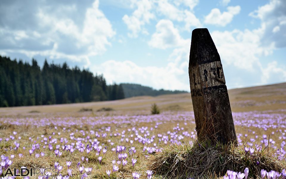 Meadows of Yundola